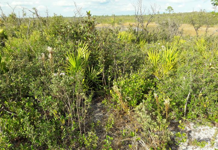 Scrub habitat at Catfish Creek 